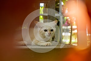 cute white kitten looking. white little cat playing in the garden