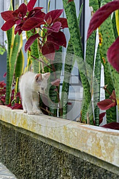 cute white kitten looking. white little cat playing in the garden