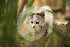Cute white kitten play or hunting in the garden, cat hunter