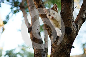 Cute white kitten play on a tree. Portrait of an domestic cat