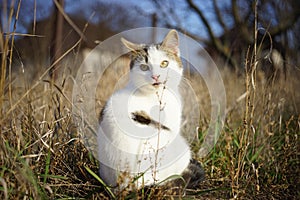 Cute white kitten sitting in the dry grass. Lovely young cat walk in the sunny garden.