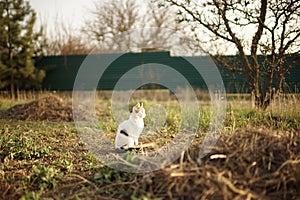 Cute white kitten sitting in the green grass, a cute young cat relaxes in the garden
