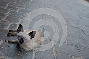 Cute white kitten sitting on a grey cobble stone outdoor floor