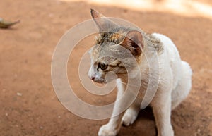 Cute white kitten sitting at ground