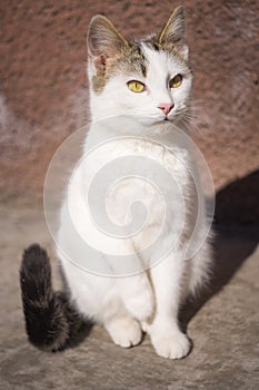 Cute white kitten sitting outdoor with funny look. Cat holds one paw slightly up
