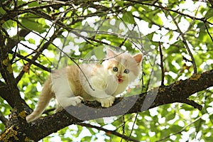 Cute white kitten sitting on the tree branches