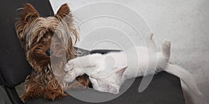 a cute white kitten and a small Yorkshire Terrier dog sleep next to each other.