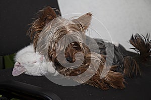 a cute white kitten and a small Yorkshire Terrier dog sleep next to each other.