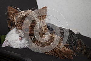 a cute white kitten and a small Yorkshire Terrier dog sleep next to each other.