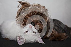 a cute white kitten and a small Yorkshire Terrier dog sleep next to each other.
