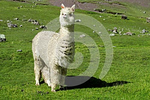 Cute white lama on green field