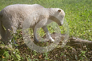 Cute white lamb in countryside. Small fluffy sheep in pasture. Farm animals concept. Friendly domestic lamb.