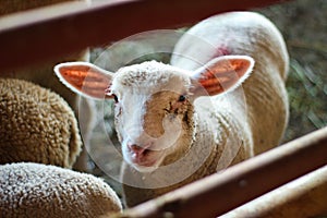 Cute lamb cub on the farm