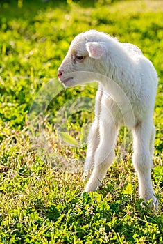Cute white lamb sheep at spring on fresh green paddock