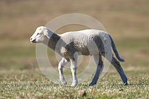 Cute white lamb is walking on the green spring field