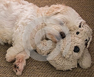 Cute white Lhasa Apso dog sleeping on a dog