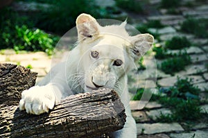 Cute white lion cub in Beograd zoo