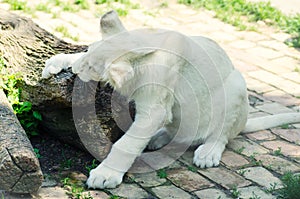 Cute white lion cub in Beograd zoo