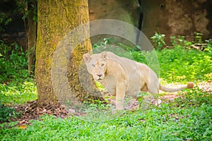 Cute white lion (Panthera leo), one of the big cats in the genus