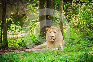 Cute white lion (Panthera leo), one of the big cats in the genus