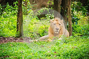 Cute white lion (Panthera leo), one of the big cats in the genus