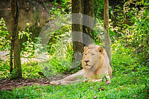 Cute white lion (Panthera leo), one of the big cats in the genus
