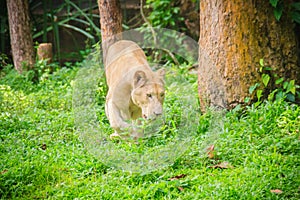 Cute white lion (Panthera leo), one of the big cats in the genus