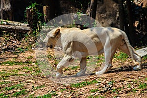 Cute white lion while walking