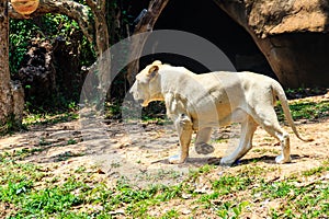 Cute white lion while walking