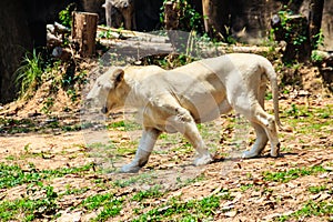 Cute white lion while walking