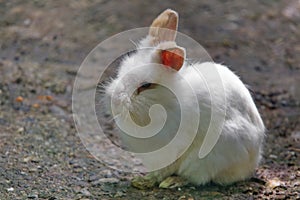 Cute white lionhead rabbit