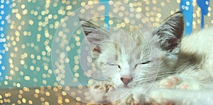 Cute white little kitten sleeping on the floor, blurry lights background. Holidays, pets concept.