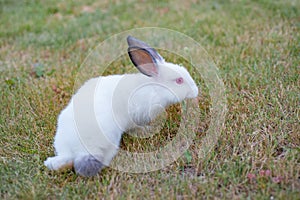 Cute white little rabbit with gray hears, walks on green grass