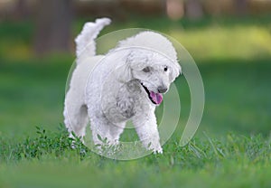 Cute white male poodle puppy