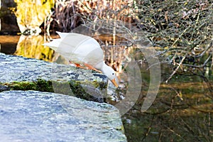 Cute white mallard duck with white feathers and a yellow beak jumping into a garden pond with water splash on a sunny day shiny