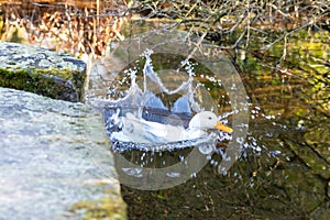 Cute white mallard duck with white feathers and a yellow beak jumping into a garden pond with water splash on a sunny day shiny