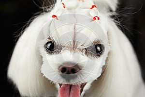 Cute white Maltese puppy portrait.Beautiful little toy dog heavy breathing with pink tongue sticking out.Adorable pet being