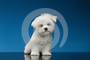 Cute White Maltese Puppy Sits and Curiously Looking in Camera