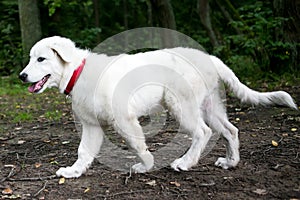 Cute white maremma puppy dog