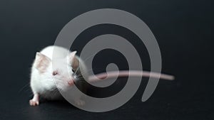 Cute white mouse on a black background.