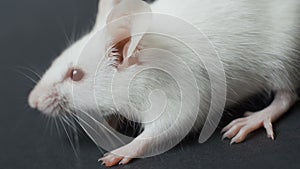 Cute white mouse on a black background.