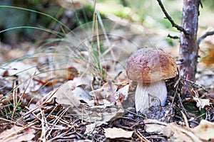 Cute white mushroom  is growing in the grass in the forest. It is vegetarian diet food