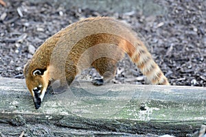 Cute white-nosed american coati