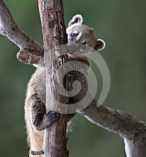 Cute White-nosed Coati photo