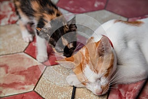 Cute White Orange Cat getting Licked by Tricolor Black Orange White Kitten