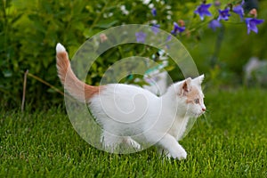 A Cute White & Orange Kitten Stalking through the Grass