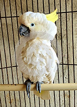 a cute white parrot in the cage