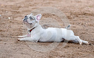 Cute white with patches French Bulldog Bouledogue Francais, Frenchies lying down on sand background