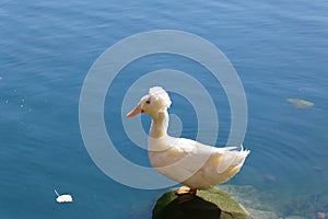Cute white pekin duck perched on the stone in a lake on a sunny day