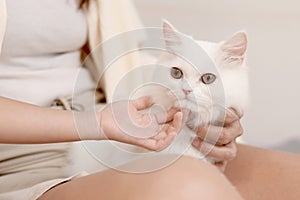 Cute white Persian cat comfortably sitting comfortably sitting in on owner lap hands, mother let her daughter touch gently family